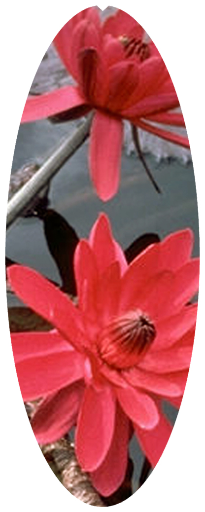 DNSA18-026 Water Lily Red